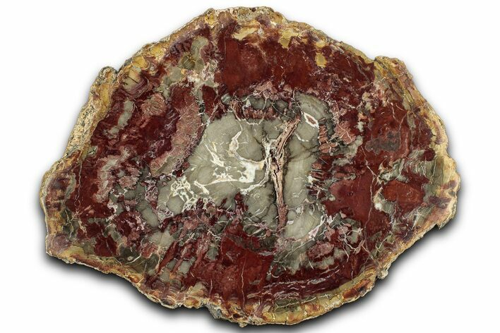 Colorful Petrified Wood (Araucaria) Round - Madagascar #325153